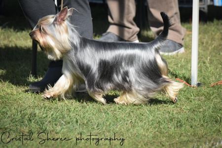 Australian Silky Terrier for sale by SILKYDAISE