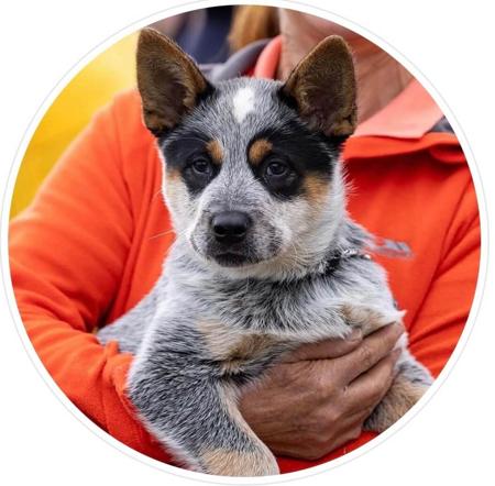 Australian Cattle Dog puppy for sale by NUWARRA