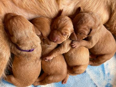 Hungarian Wirehaired Vizsla puppy for sale by WEROONA