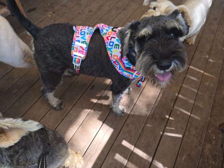 Schnauzer (Miniature) puppy for sale by MURKAIZEN