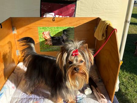 Havenbrook Little Deva Yorkshire Terrier