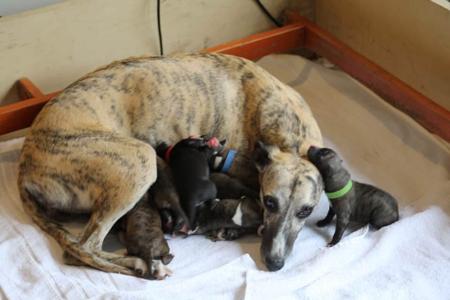 Whippet for sale by ZAPOTEC