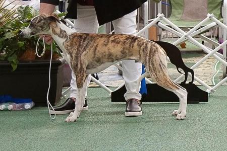 Whippet for sale by ZAPOTEC