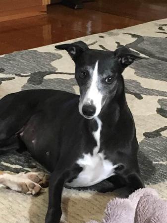 Whippet for sale by ZAPOTEC