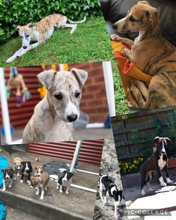 Whippet for sale by ZAPOTEC