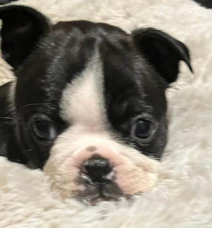 Boston Terrier puppy for sale by SPINNA80