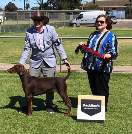 Dobermann puppy for sale by SPINNA80