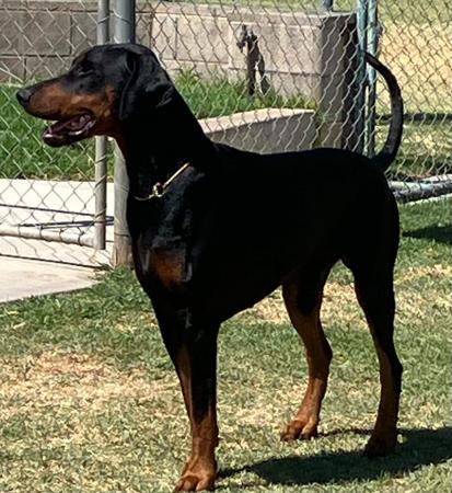 Dobermann puppy for sale by SPINNAZPUPS