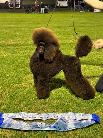 Poodle (Miniature) for sale by TECE