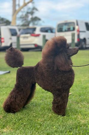 Poodle (Miniature) for sale by TECE