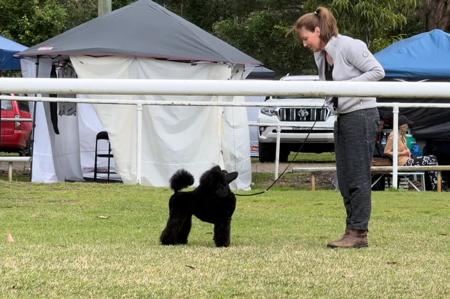 Poodle (Miniature) for sale by TECE