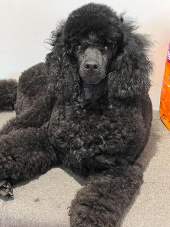 Poodle (Miniature) for sale by TECE