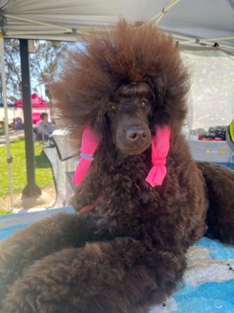 Poodle (Miniature) for sale by TECE