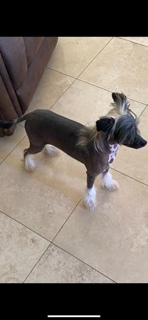 Chinese Crested Dog for sale by CONCERTI