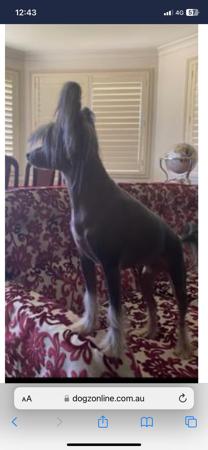 Chinese Crested Dog for sale by CONCERTI