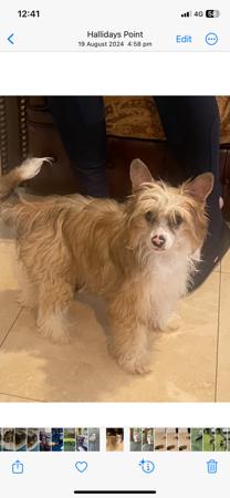 Chinese Crested Dog for sale by CONCERTI