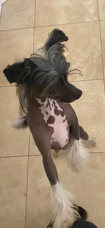 Chinese Crested Dog for sale by CONCERTI