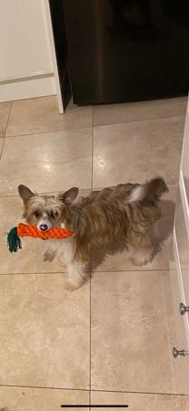 Chinese Crested Dog for sale by CONCERTI