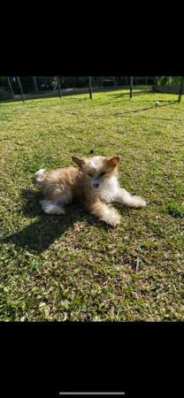 Chinese Crested Dog for sale by CONCERTI