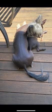 Chinese Crested Dog for sale by CONCERTI