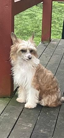Chinese Crested Dog for sale by CONCERTI