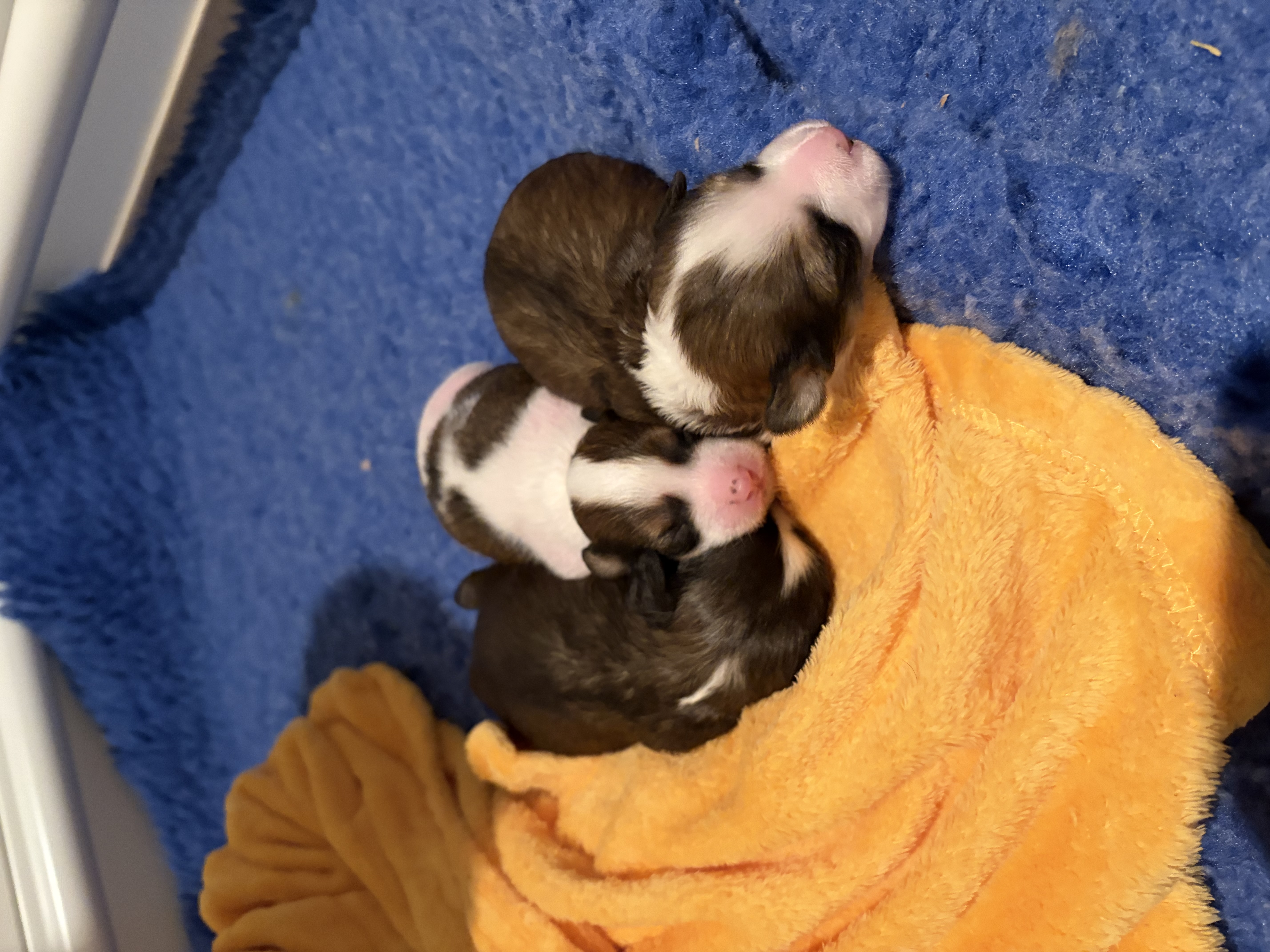Chinese Crested Dog puppy for sale by SEGILL