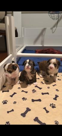 Chinese Crested Dog puppy for sale by SEGILL
