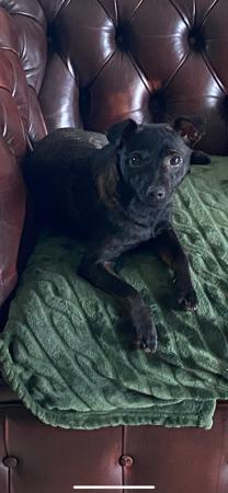 Xoloitzcuintle (Miniature) dog for sale by SEGILL