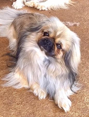 Tibetan Spaniel for sale by EDENRIDGE