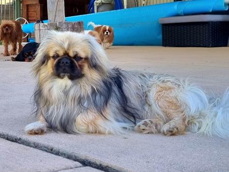 Tibetan Spaniel for sale by EDENRIDGE