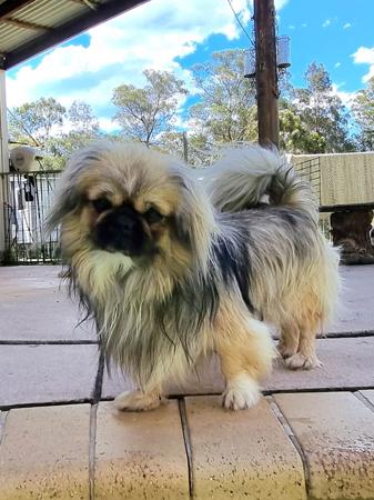 Tibetan Spaniel for sale by EDENRIDGE