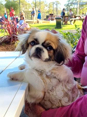 Tibetan Spaniel for sale by EDENRIDGE