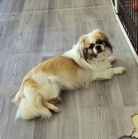 Tibetan Spaniel for sale by EDENRIDGE
