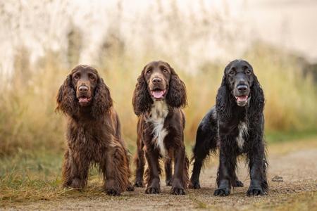 Field Spaniel for sale by DAWNUS