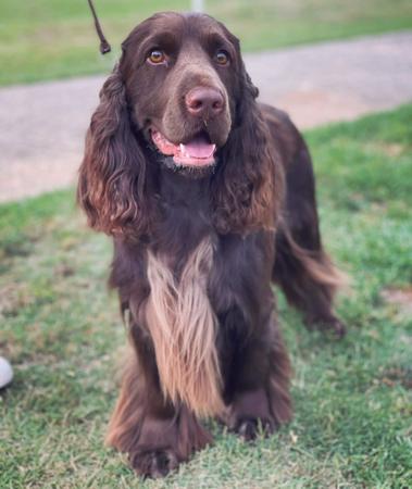 Field Spaniel for sale by DAWNUS