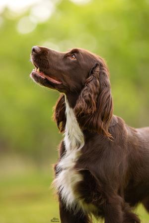 Field Spaniel for sale by DAWNUS