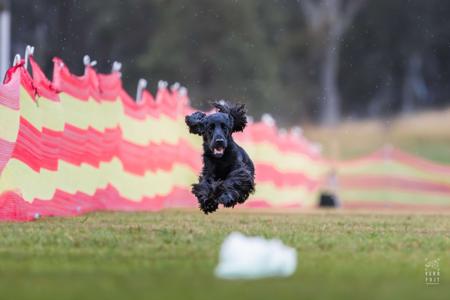 Field Spaniel for sale by DAWNUS