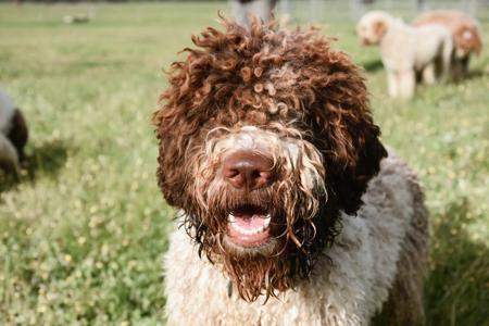 Lagotto Romagnolo for sale by LUDIVINE