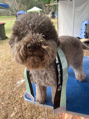 Lagotto Romagnolo for sale by LUDIVINE