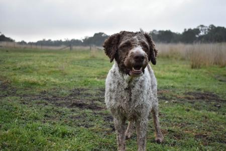 Lagotto Romagnolo for sale by LUDIVINE