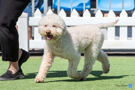 Lagotto Romagnolo for sale by LUDIVINE
