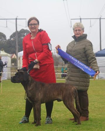 Australian Champion Kylasha Aquaman Cane Corso