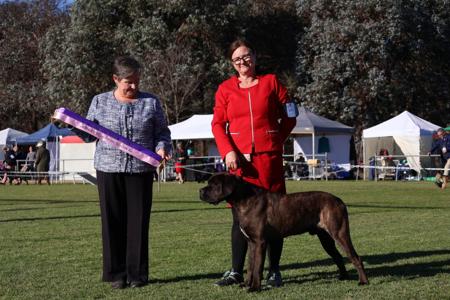 Kylasha Dauntless Cane Corso