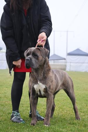 Australian Champion Darlaja Sweet Sensation Cane Corso