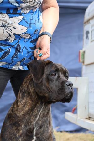 Kylasha Divergent Cane Corso