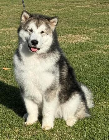 Alaskan Malamute puppy for sale by CHIMO