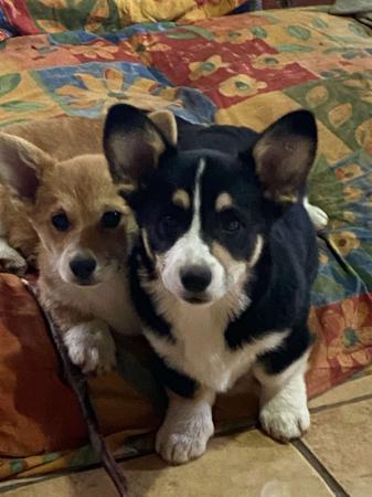 Welsh Corgi (Pembroke) for sale by TEAK