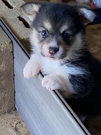 Welsh Corgi (Pembroke) puppy for sale by TEAK