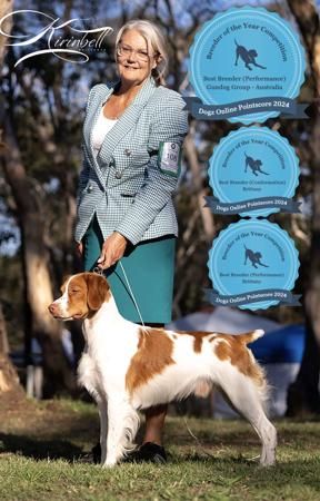 Brittany for sale by JAGGER1