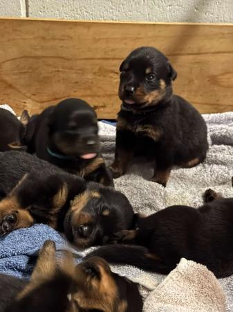 Rottweiler Puppies for Sale